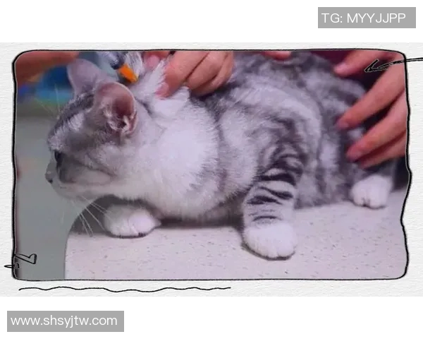 实时新闻排球新手必看快速掌握基本技巧与战术的全面指南